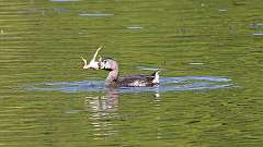 11: Pied-billed Grebe 0C3_0156