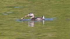 12: Pied-billed Grebe 0C3_0187