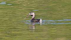 13: Pied-billed Grebe 0C3_0204