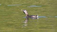 14: Pied-billed Grebe 0C3_0205