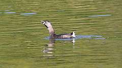 15: Pied-billed Grebe 0C3_0210