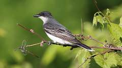 1: eastern kingbird 0C3_0575