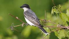 2: eastern kingbird 0C3_0578