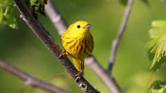 17: yellow warbler 0C3_0593