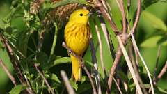 18: yellow warbler 0C3_0755