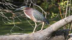 1: Green Heron 0C3_0055