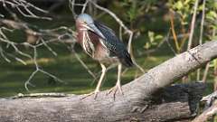 2: Green Heron 0C3_0061