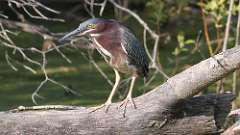 3: Green Heron 0C3_0067