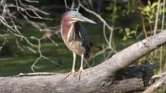 4: Green Heron 0C3_0085