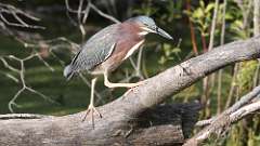 5: Green Heron 0C3_0094