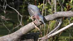 6: Green Heron 0C3_0110