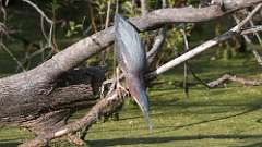 7: Green Heron 0C3_0161