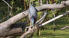 8: Green Heron 0C3_0263