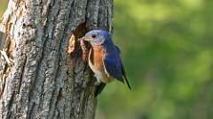 9: eastern bluebird 0C3_0227