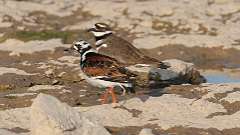 10: ruddy turnstone and killdeer 0C3_0468