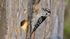 11: woodpecker 0C3_0315