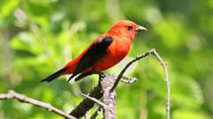 5: Scarlet Tanager 0C3_0561