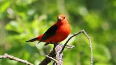 6: Scarlet Tanager 0C3_0562