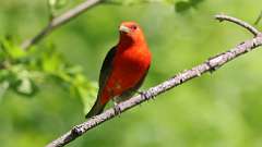 7: Scarlet Tanager 0C3_0619