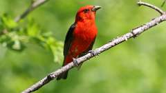 8: Scarlet Tanager 0C3_0631