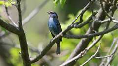 3: indigo bunting 0C3_0022