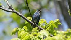 4: indigo bunting 0C3_0170