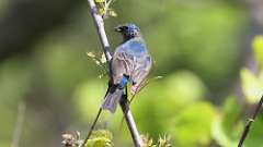 1: indigo bunting 0C3_0224