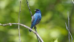 2: indigo bunting 0C3_0455