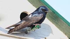 8: Purple Martin 0C3_0297