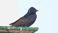 9: Purple Martin 0C3_0372