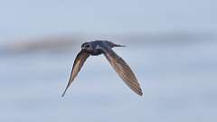 5: Purple Martin 0C3_0768