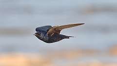 6: Purple Martin 0C3_0769