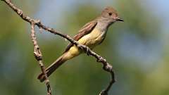 6: Great Crested Flycatcher  0C3_0148