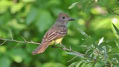 2: Great Crested Flycatcher 0C3_0052