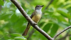 7: Great Crested Flycatcher 0C3_0103