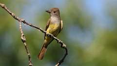 4: Great Crested Flycatcher 0C3_0156