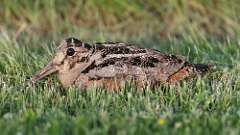 1: American Woodcock 0C3_0466