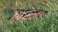 2: American Woodcock 0C3_0472