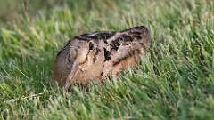 3: American Woodcock 0C3_0481