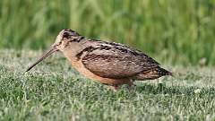 4: American Woodcock 0C3_0498