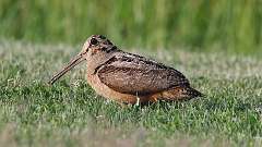 5: American Woodcock 0C3_0509