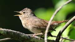 6: house wren 0C3_0010