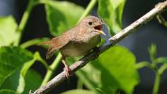 7: house wren 0C3_0113