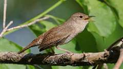 8: house wren 0C3_0296