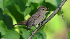 9: house wren 0C3_0340