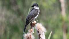 3: Eastern Kingbird 0C3_0067