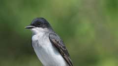 4: Eastern Kingbird 0C3_0088