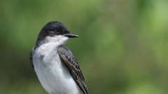 5: Eastern Kingbird 0C3_0094