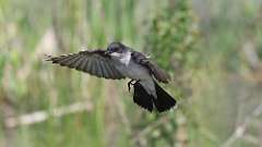 7: Eastern Kingbird 0C3_0150