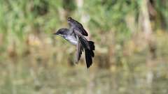 8: Eastern Kingbird 0C3_0171